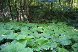 Resize of KIMG_0086.JPG