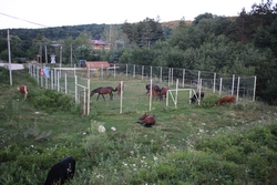 Resize of KIMG_0309.JPG