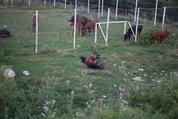 Resize of KIMG_0311.JPG