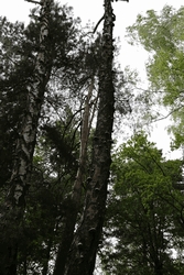 Resize of IMG_9449.JPG