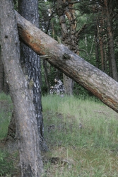 Resize of IMG_9486.JPG